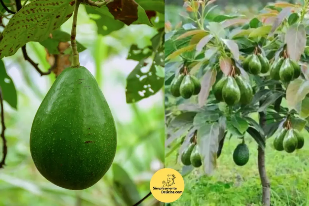 Transforme um Caroço de Abacate em uma Árvore Frutífera O Guia Completo