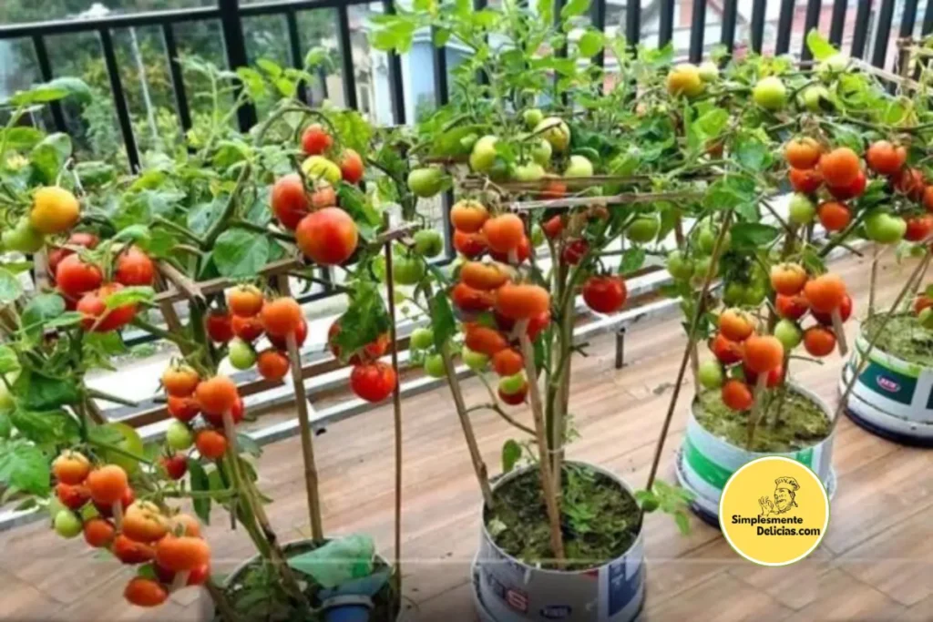 Por Que Cultivar Tomates na Varanda é Uma Ótima Ideia