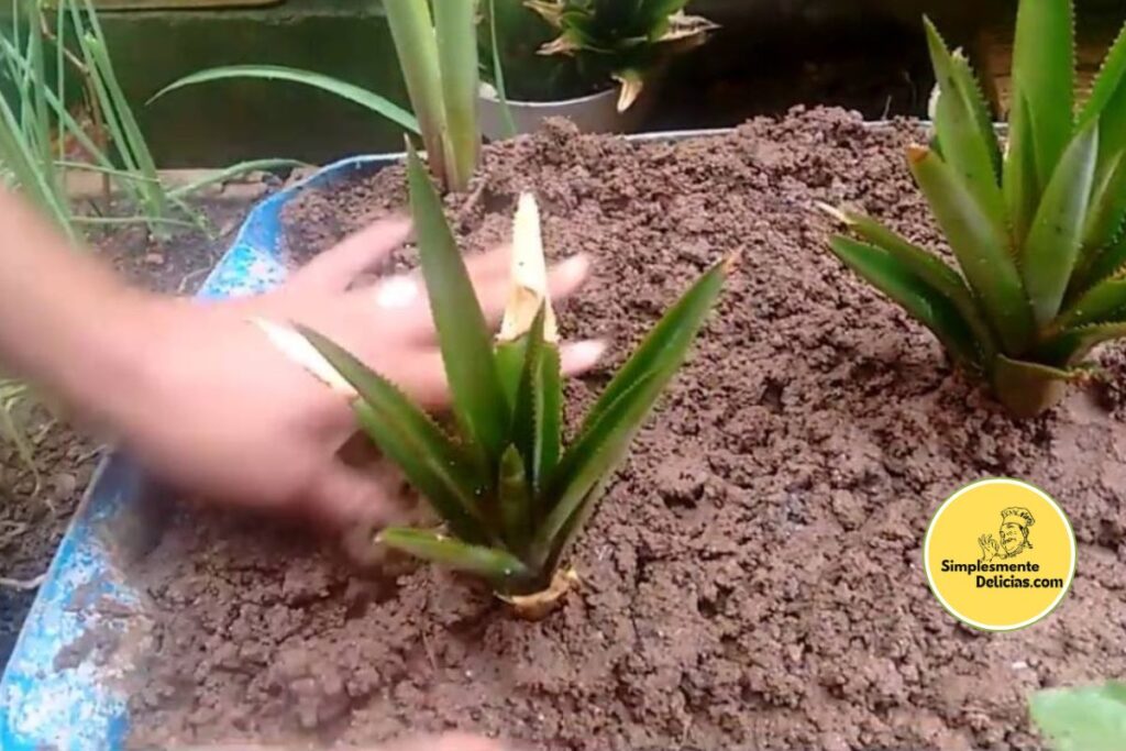 Como Cultivar Abacaxi em Casa 