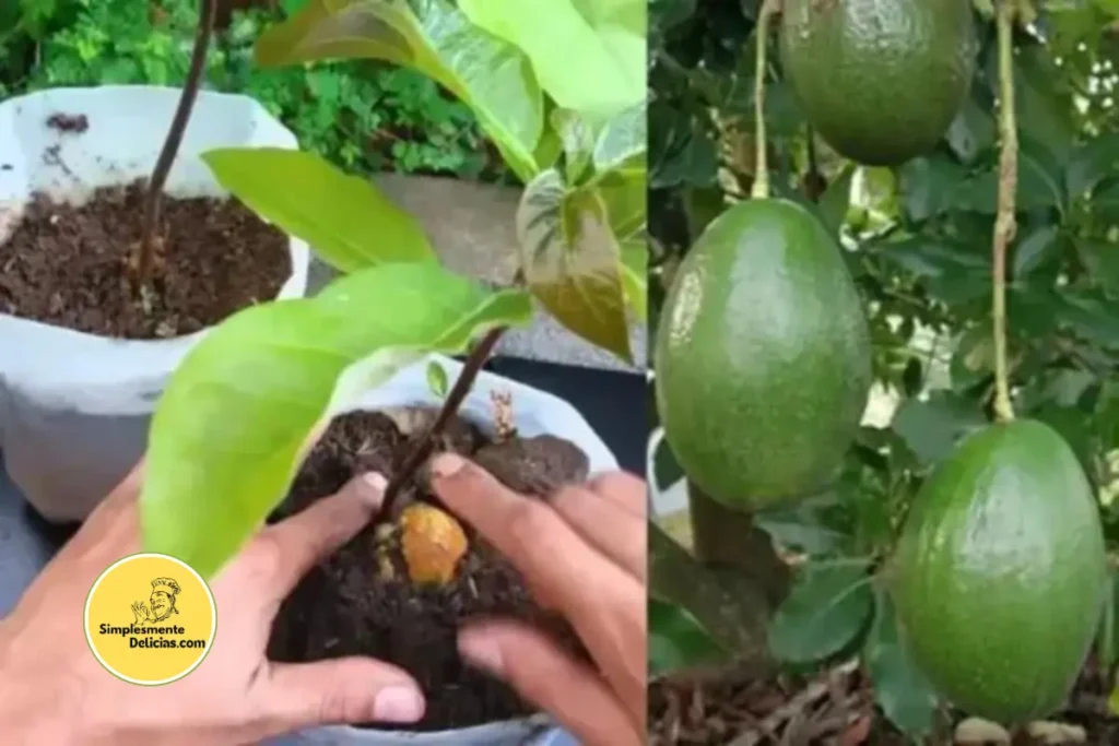 Cultivando Abacate em um Jarro em Casa O Passo a Passo pra Quem Quer Ter Essa Belezinha na Sala