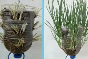 Cultivando Cheiro Verde na Garrafa PET em Casa: Um Guia Passo a Passo – 100