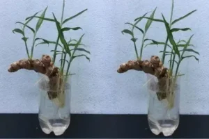 Cultivo de Gengibre em Casa: Guia Prático para Ter Gengibre Fresco ao Alcance das Mãos