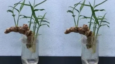 Cultivo de Gengibre em Casa: Guia Prático para Ter Gengibre Fresco ao Alcance das Mãos