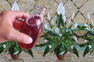 Desvendando o Segredo das Flores Mais Felizes: A Magia da Borra de Café