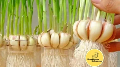 Como Cultivar Alho em uma Garrafa Tenha Alho Verde Fresquinho em Casa