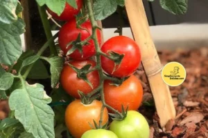 Dicas Infalíveis para Uma Colheita Rica de Tomates na Sua Varanda