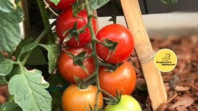 Dicas Infalíveis para Uma Colheita Rica de Tomates na Sua Varanda