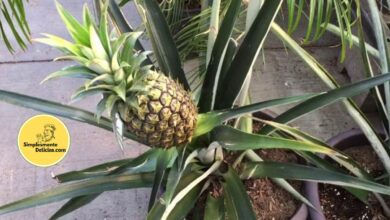 Como Cultivar Abacaxi em Casa Guia Completo para um Cultivo Saboroso e Decorativo