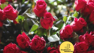 Rosas Bonitas e Saudáveis 5 Dicas Infalíveis para um Jardim de Encantar