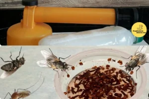 O Segredo Caseiro Incrível Para Se Livrar dos Pernilongos de Uma Vez Por Todas!