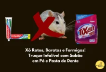 Xô Ratos, Baratas e Formigas! Truque Infalível com Sabão em Pó e Pasta de Dente